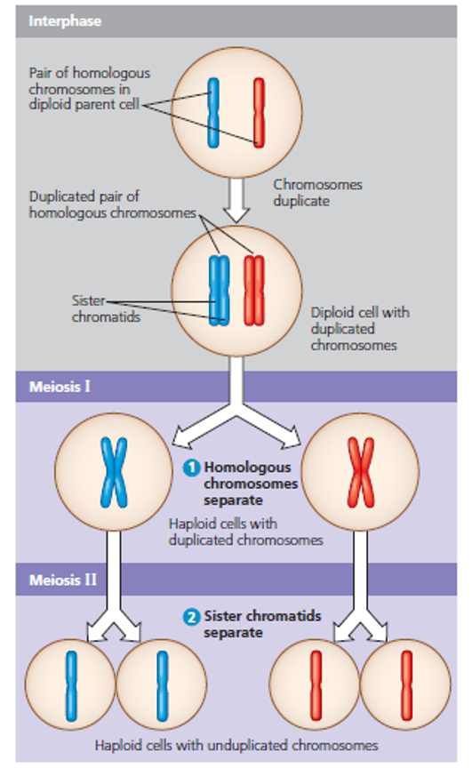 HSN107 - Physiology of Human Growth & Development - Alexander Emmanual ...