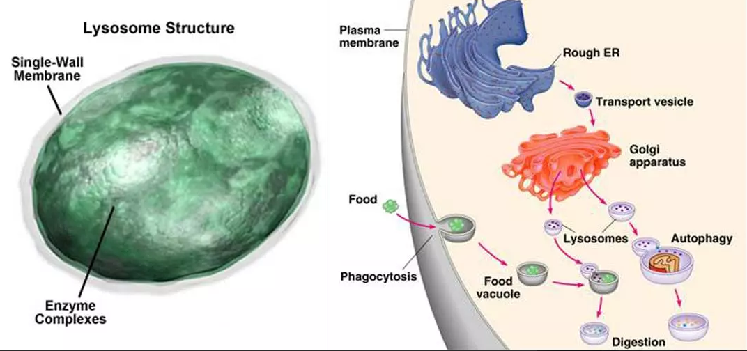 Ферменты лизосом клетки. Строение структура лизосомы. Лизосома без подписей.