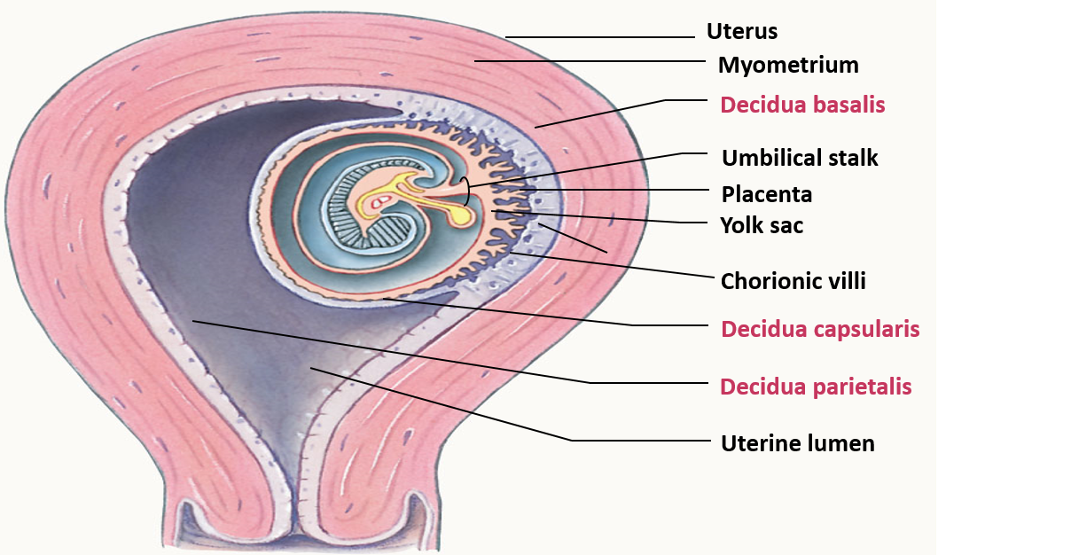 Uterine Wall Layers